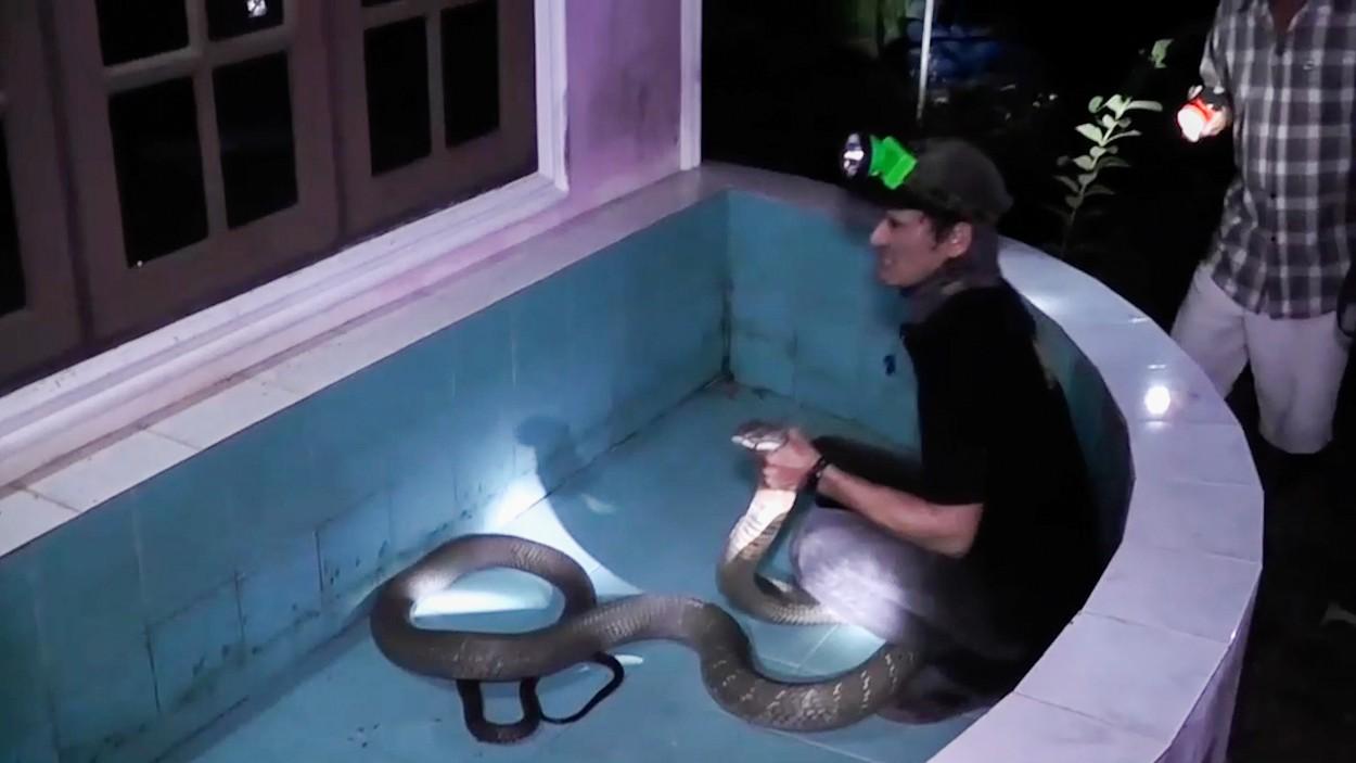 Specialistul în şerpi care a prins cobra regală