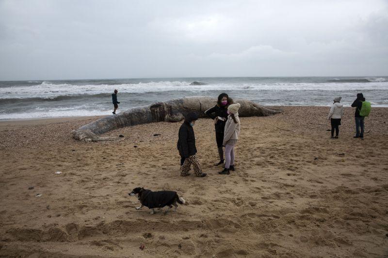 Balenă eşuată pe o plajă din Israel