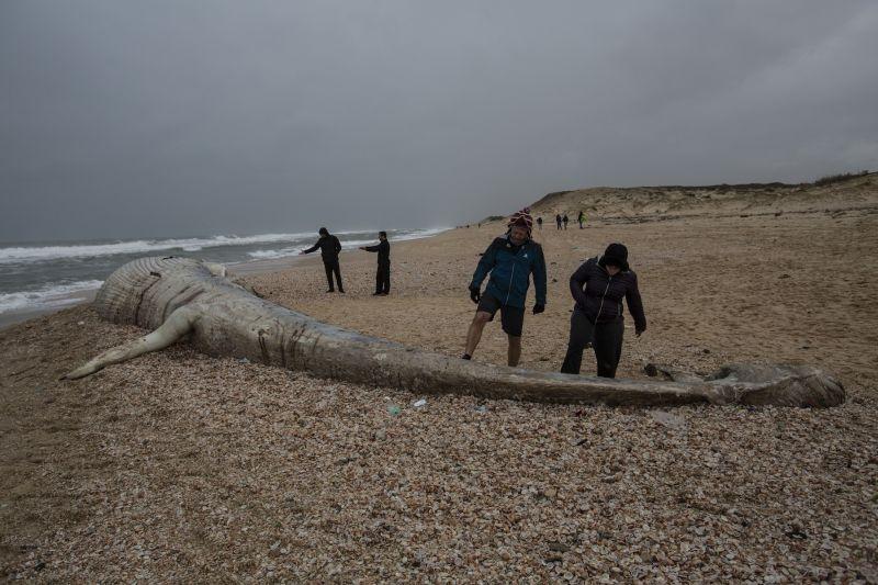 Balenă eşuată pe o plajă din Israel