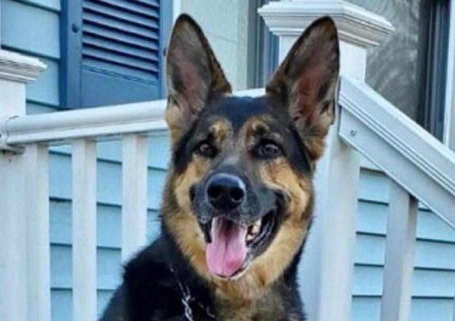 Sadie, un ciobanesc german de șase ani, era în casă alături de stăpânul ei, când acesta s-a prăbușit la podea Patrupedul a observat că stăpânul se simte rău şi a început să îl lingă pe faţă, dar şi să îl tragă cât mai aproape de telefonul mobil
