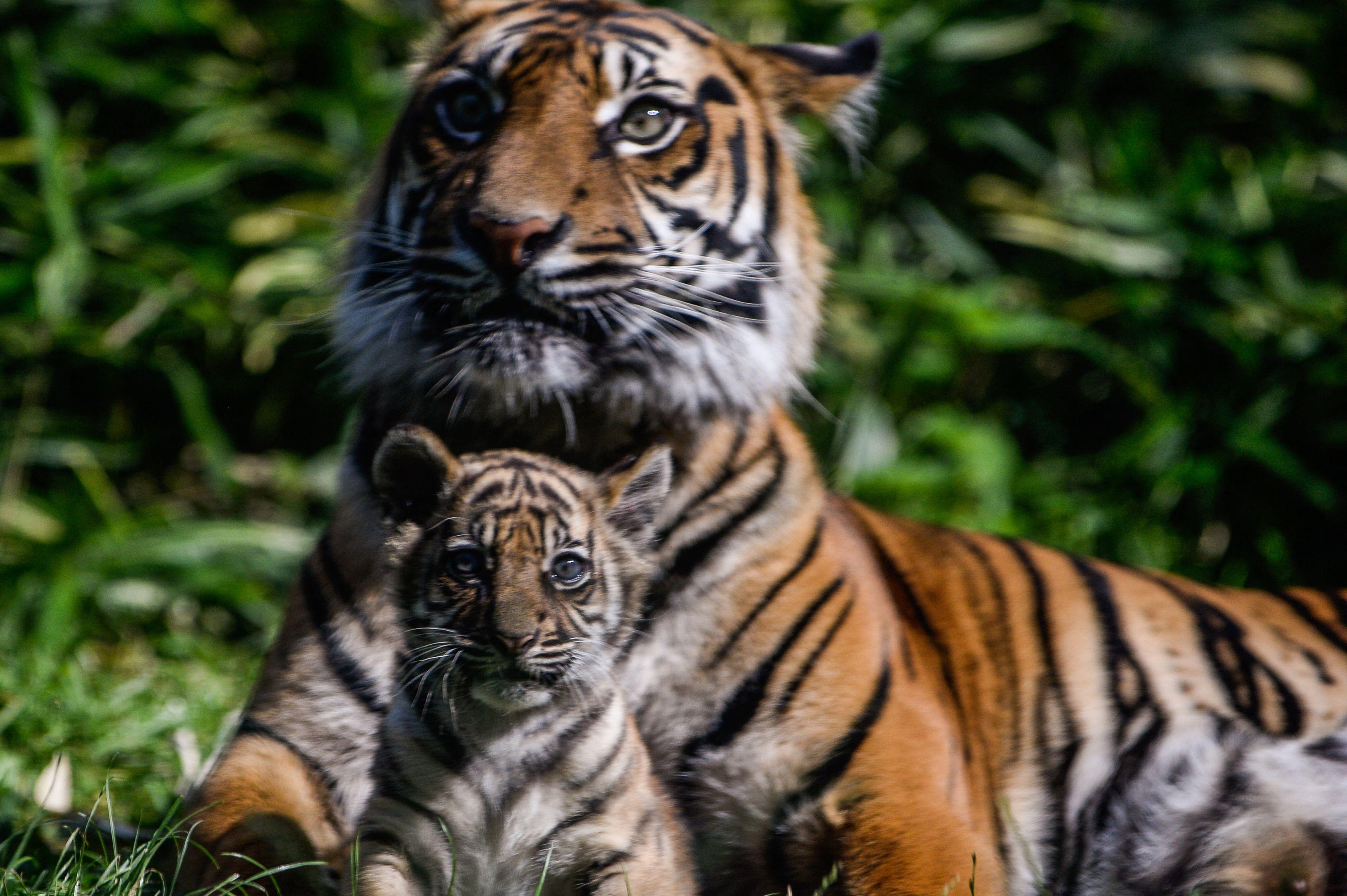 Un îngrijitor de la o grădină zoologică din Indonezia a fost ucis de doi tigri Un îngrijitor de la o grădină zoologică din Indonezia a fost ucis de doi tigri