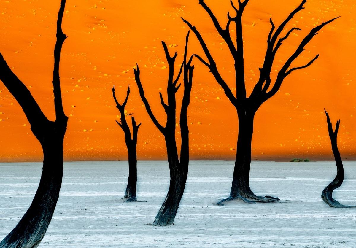 Copaci cu ramuri goale pe un fundal creat de dune de nisip