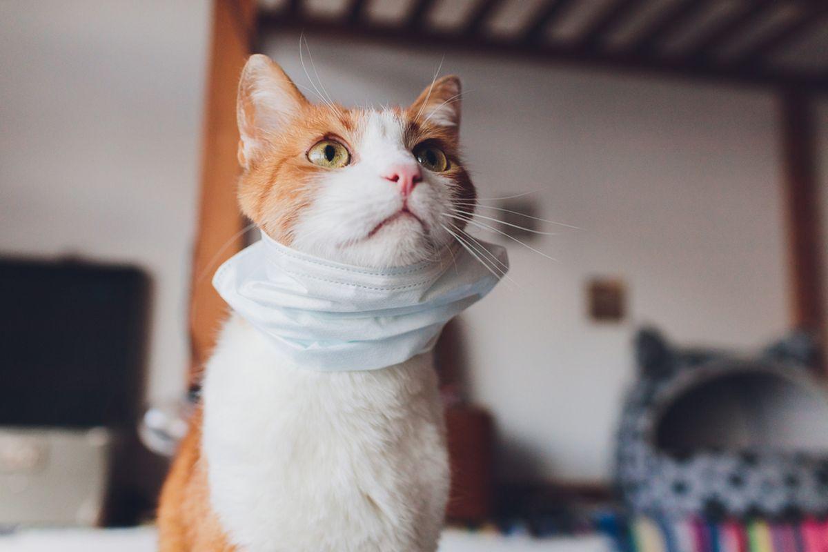 Teste coronavirus pentru câini şi pisici, în Coreea de Sud. Animalele de companie pot fi testate dacă au febră sau tuşesc O pisică cu mască de protecție la gât, așteaptă tratamentul la medicul veterinar