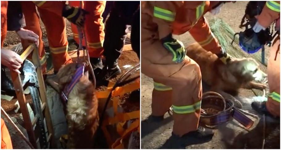 Operațiune de salvare dificilă, după ce un câine a căzut într-o fântână În ciuda misiunii dificile, patrupedul a scăpat nevătămat