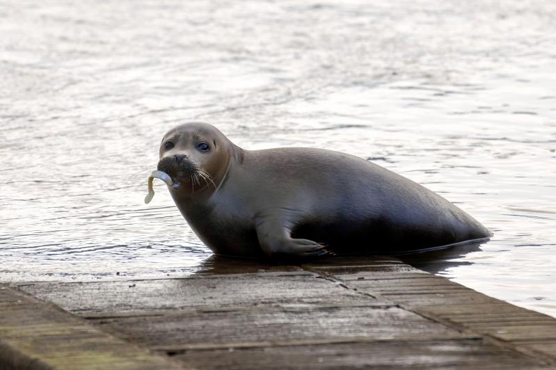 Foca Freddie