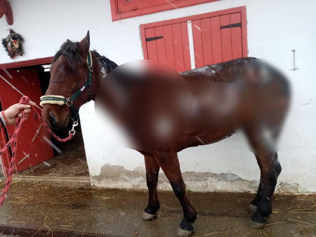 Calul incendiat de un bărbat din Afumați, Ilfov