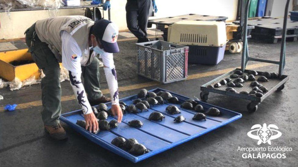O valiză cu 185 de broaşte ţestoase a fost descoperită pe aeroportul din Galapagos