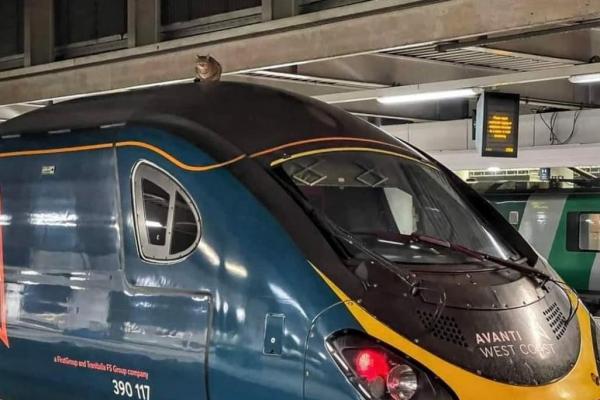 O pisică a ținut pe loc un tren mai bine de două ore, la Londra. Felina i-a pus pe toți în încurcătură