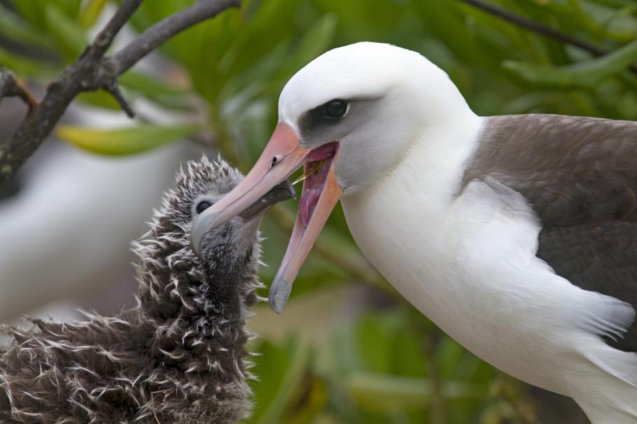 Cea mai bătrână pasăre sălbatică din lume a clocit un ou la vârsta de 70 de ani Un albatros Laysan îşi hrăneşte puiul