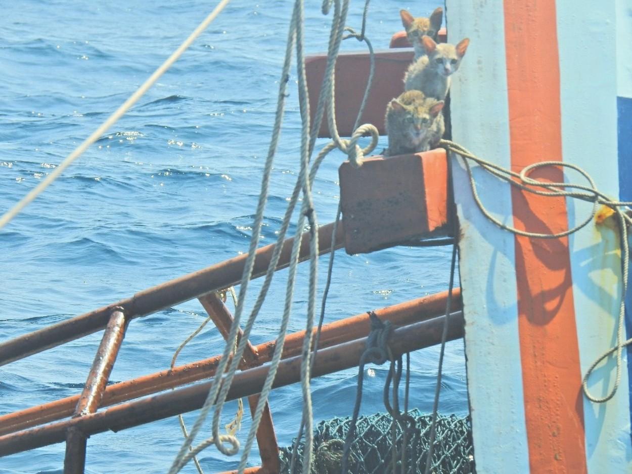Un marinar salvează patru pisici de la înec