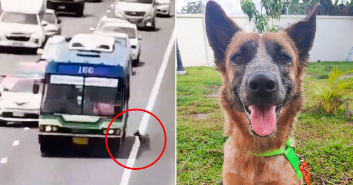 Un câine pierdut a fost salvat ”din mers” de un șofer de autobuz, în Bangkok. Un câine pierdut a fost salvat ”din mers” de un șofer de autobuz, în Bangkok.