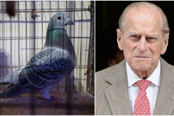 Porumbeii de curse vor fi eliberați din crescătoriile reginei