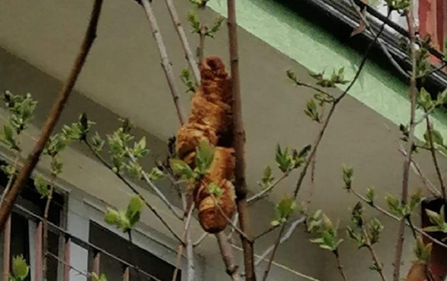 ''Fiara misterioasă'' era de fapt un croissant Salvatorii de animale din Polonia au fost chemaţi în urma unui raport despre o creatură cu aspect periculos