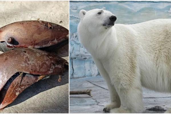 Un urs polar a murit într-o grădină zoologică din Rusia