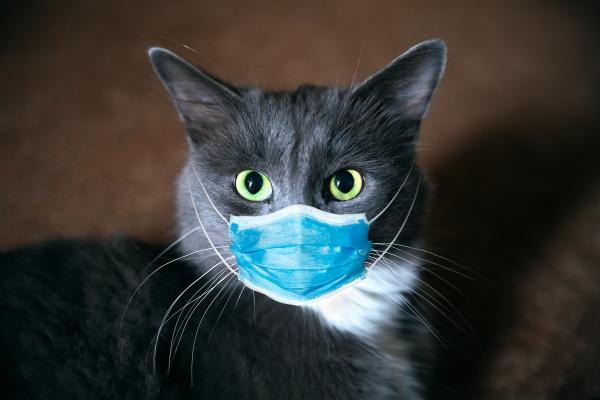 Mască de protecție antivirală pe fața unei pisici