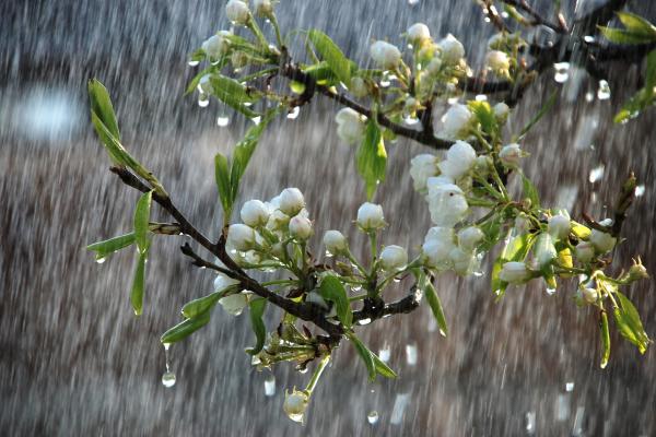 Prognoza meteo 26 aprilie - 9 mai