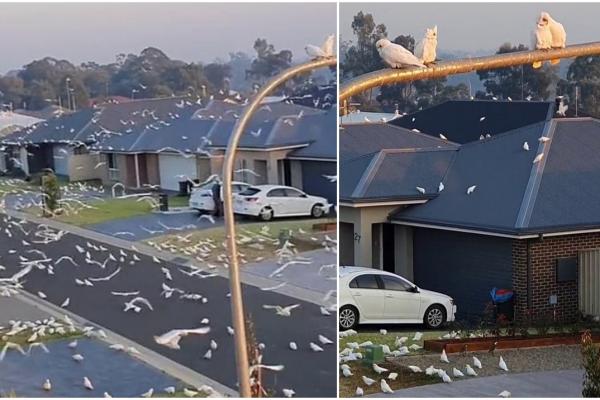 Un videoclip care arată mii de păsări care invadează o stradă suburbană liniștită a devenit viral pe TikTok