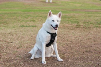 Câine din rasa Husky