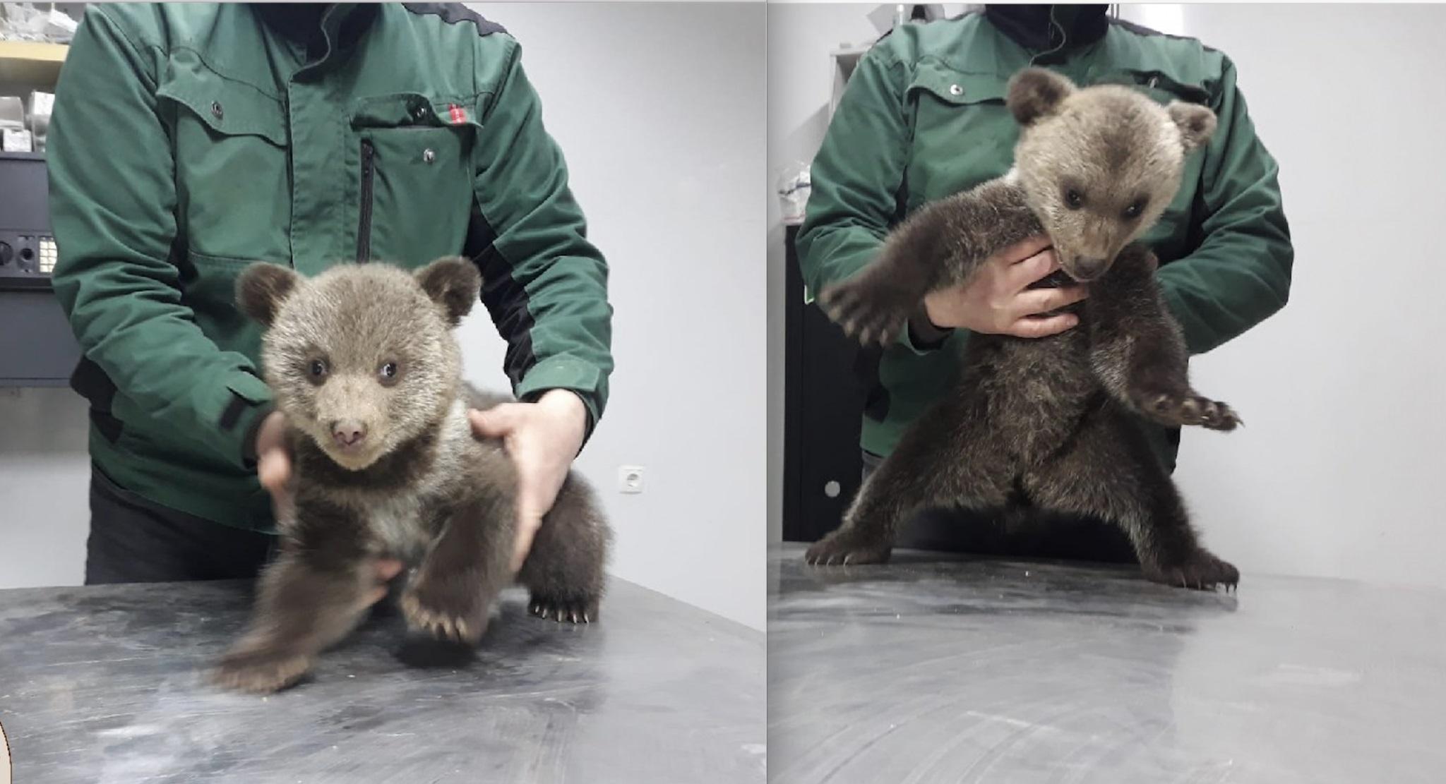 Cei doi pui de urși salvați de Asociația Prietenii Berzelor