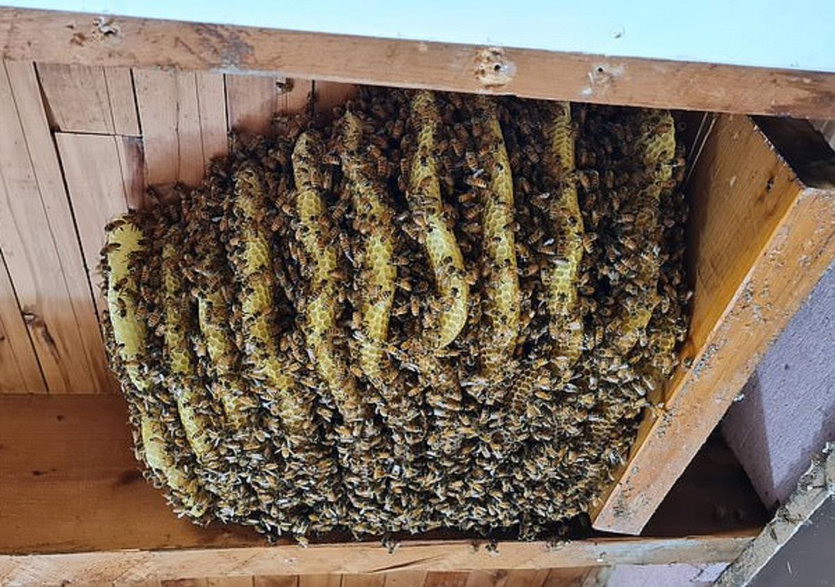 Un stup de albine a fost scos din tavanul unei case