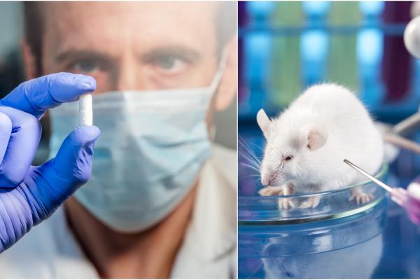 Colaj între un cercetător care ține o pastilă și un șobolan care este injectat cu o substanță