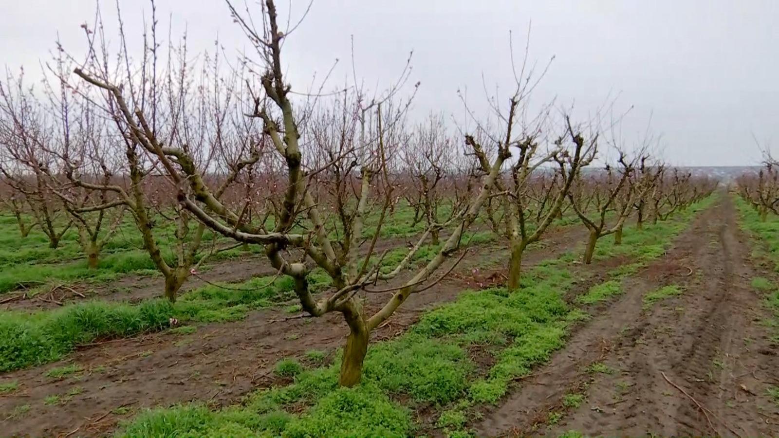 Valul de frig a afectat livezile de pomi fructiferi din mai multe zone din țară.