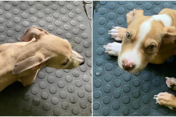 Un cuplu a primit interdicţia de a avea animale de companie timp de trei ani, după ce și-a înfometat câinii cu dietă vegană