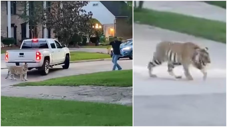 Un tigru s-a plimbat nestingherit pe o stradă din Houston Un tigru s-a plimbat nestingherit pe o stradă din Houston