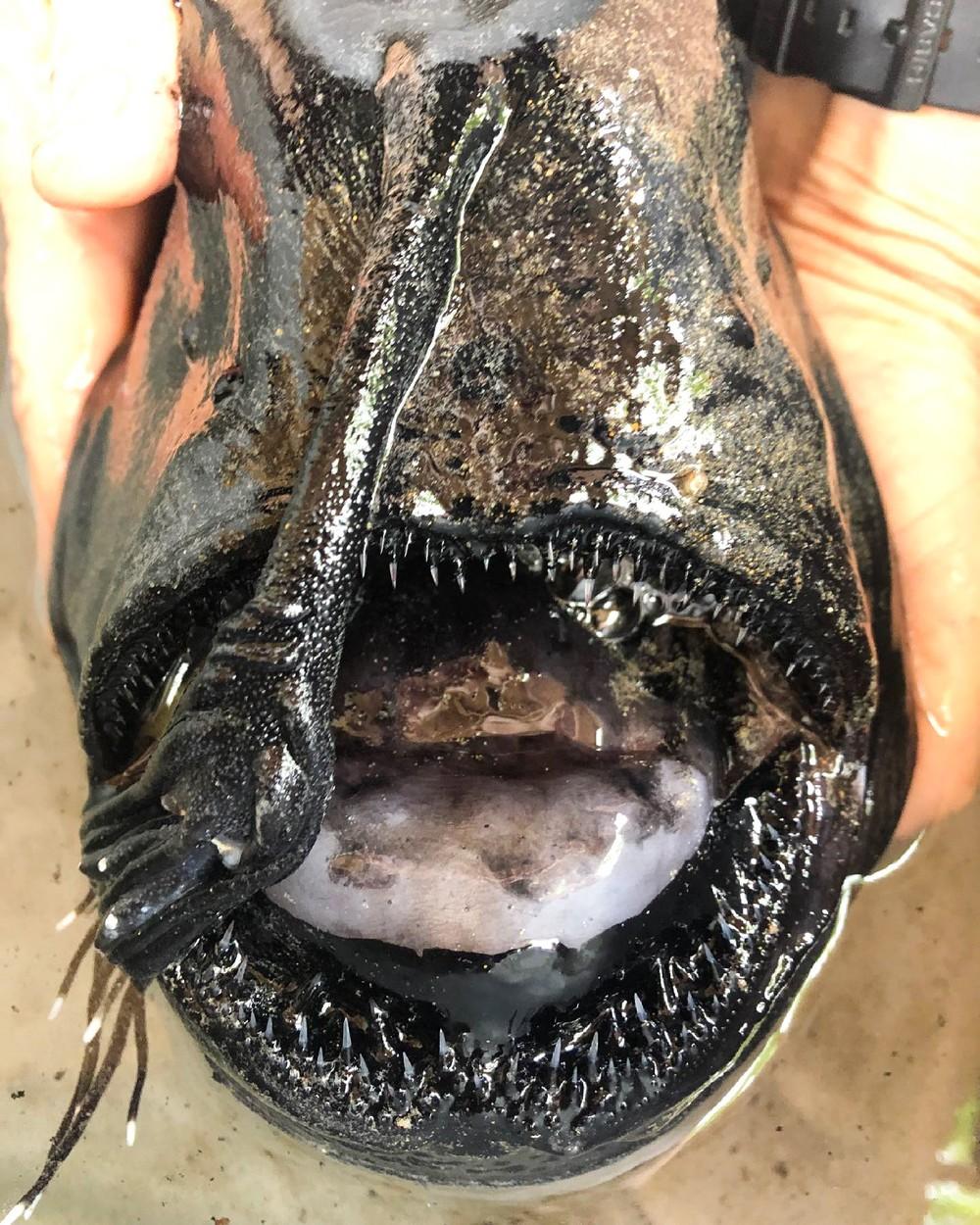 Corpul unui peşte Pacific Football a ajuns în posesia Departamentului pentru Peşti şi Animale Sălbatice din California, după ce a fost găsit eşuat pe o plajă