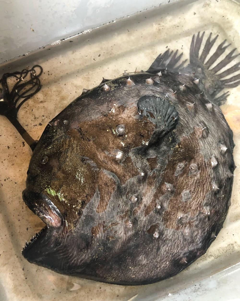 Un peşte din specia Pacific Football a fost găsit pe o plajă din California, având gura deschisă