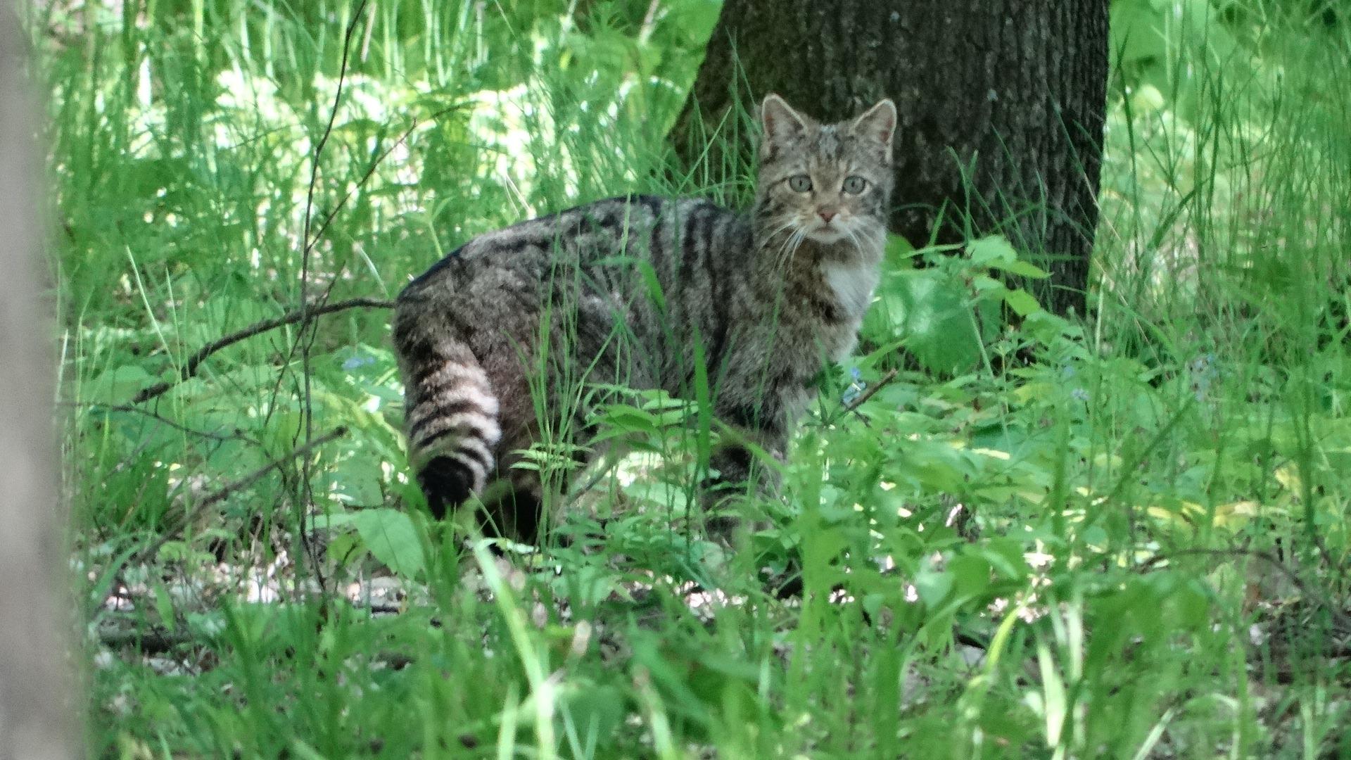 O pisică sălbatică fotografiată într-o pădure din Vaslui