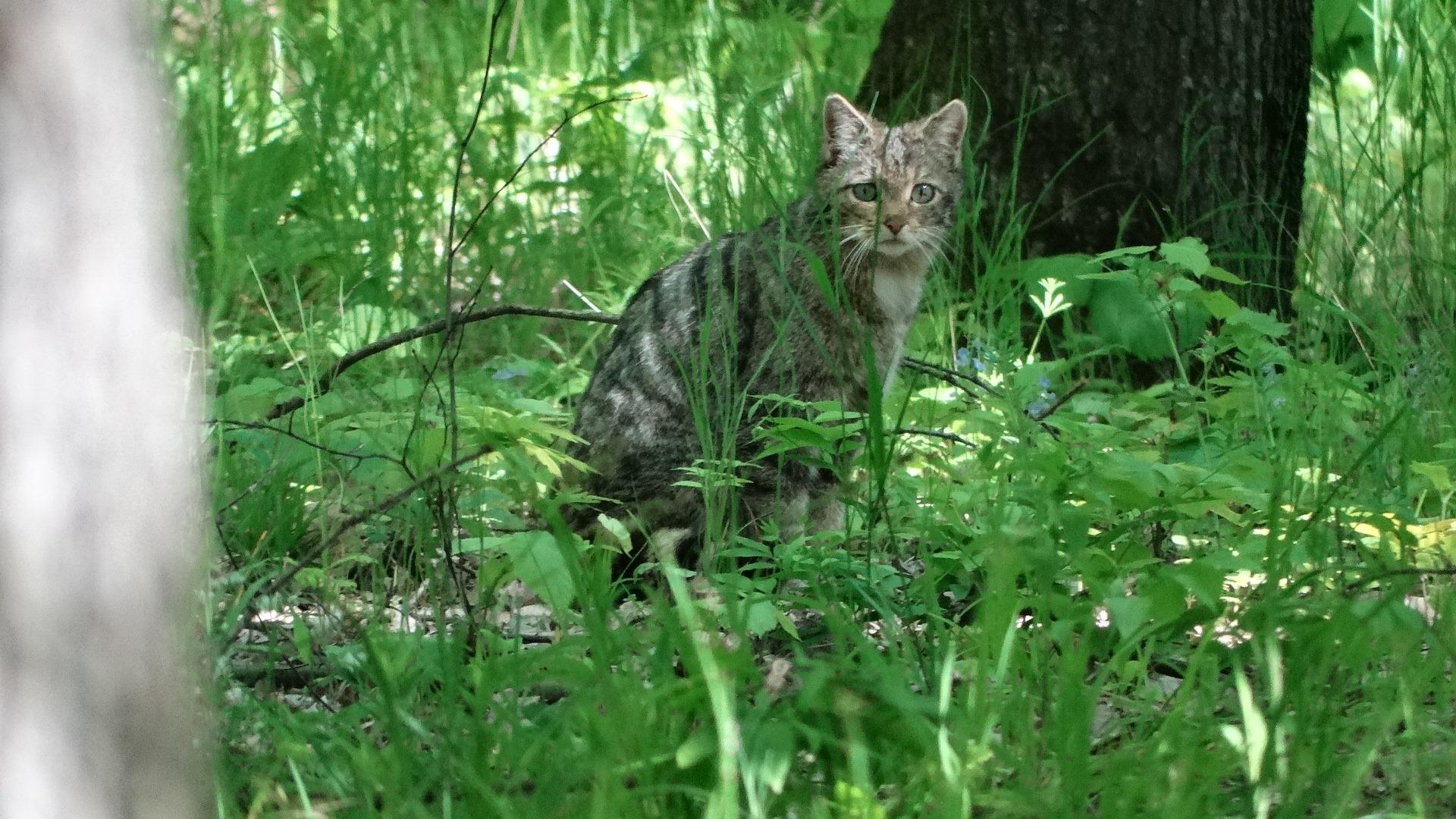 O pisică sălbatică fotografiată într-o pădure din Vaslui