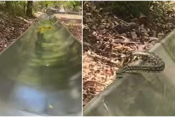 Momentul terifiant în care o femeie trece razant pe lângă un şarpe, în timp ce se dădea pe un tobogan, în Australia