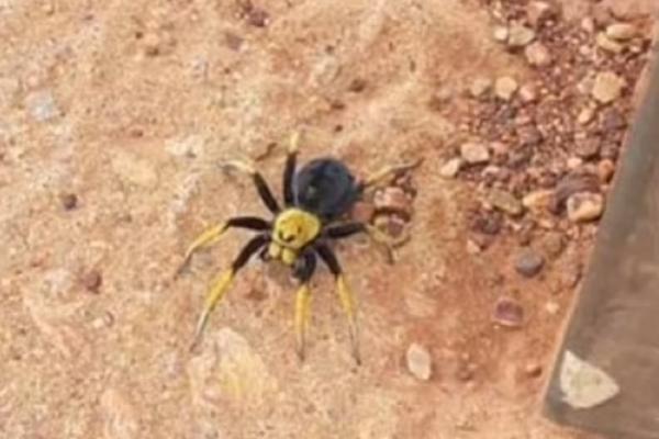 Un păianjen-lup a stârnit curiozitatea internauţilor din Australia
