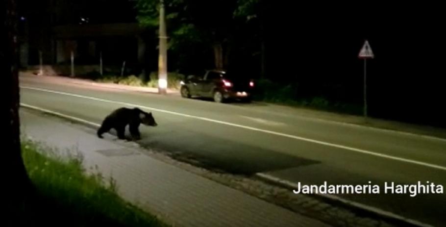 Jandarmii au intervenit pentru a înlătura mai mulţi urşi care s-au apropiat periculos de casele locuitorilor din Băile Tuşnad Urşi prezenţi în localitatea Băile Tuşnad