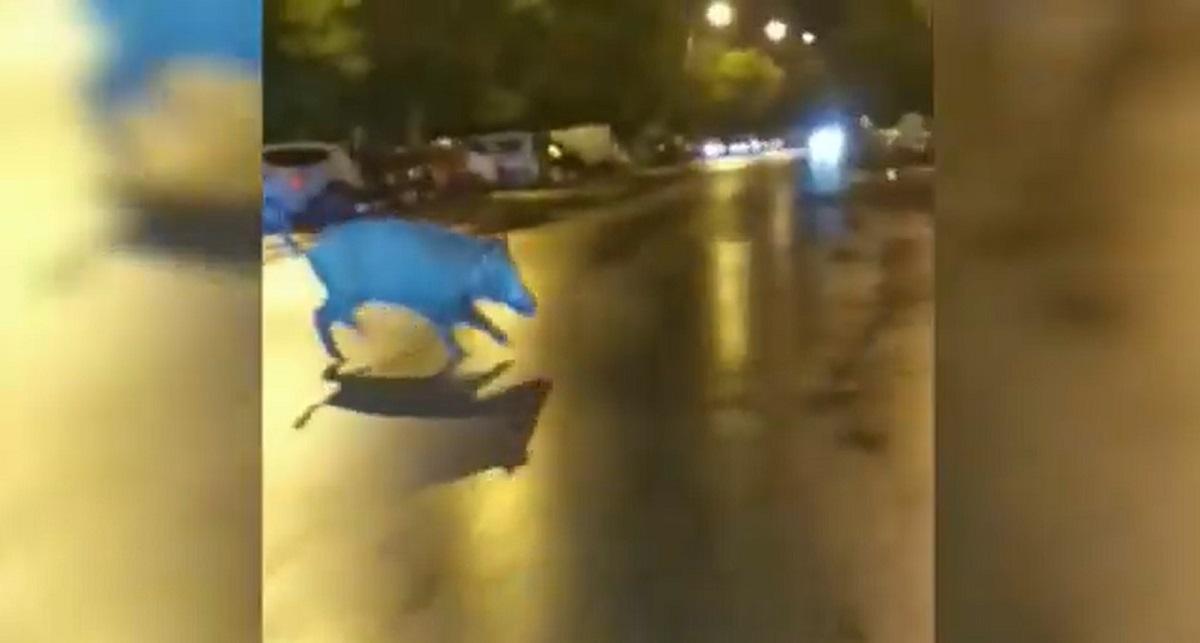 Mistrețul a fost filmat pe o stradă din Ploiești