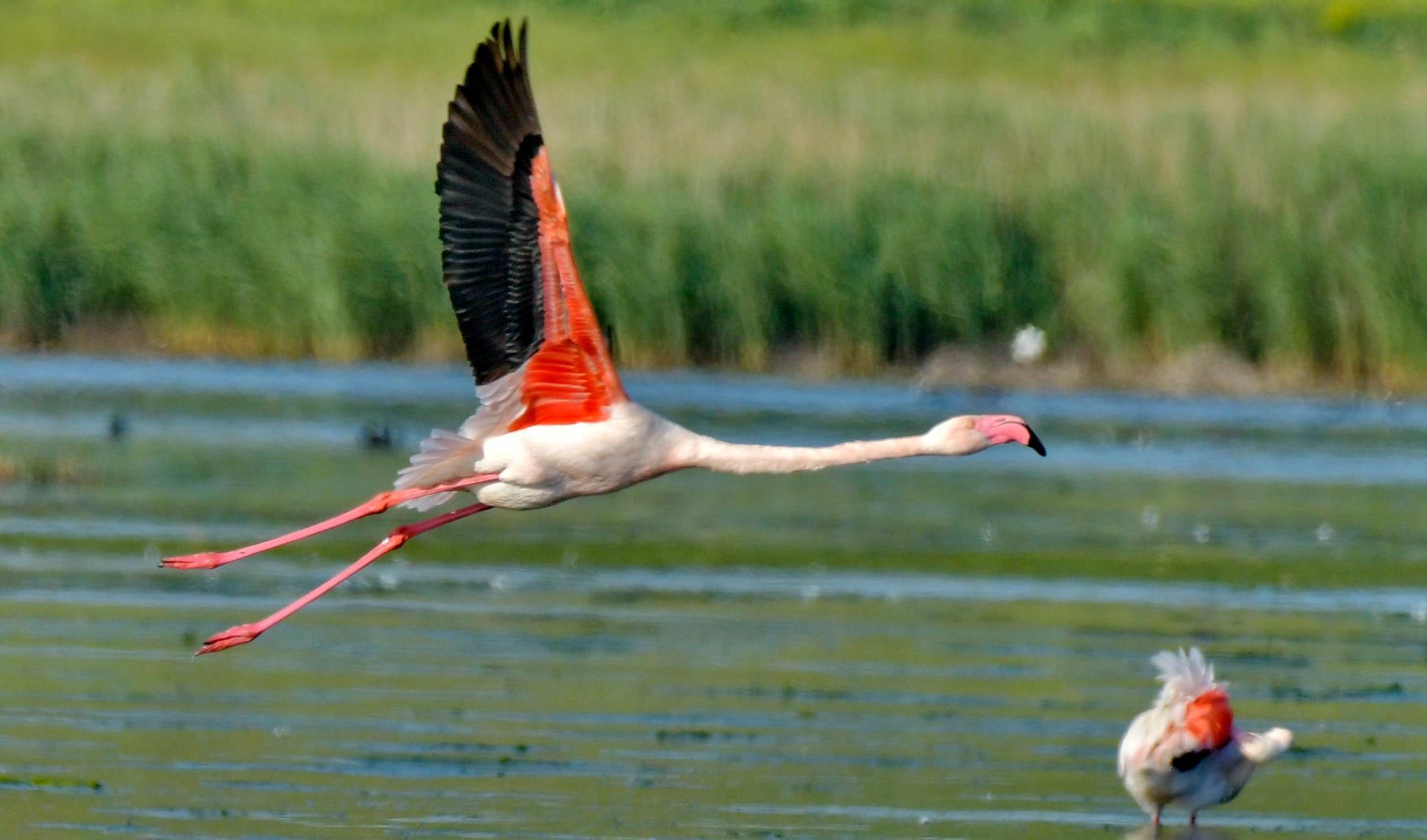 Păsări flamingo fotografiate în Delta Dunării