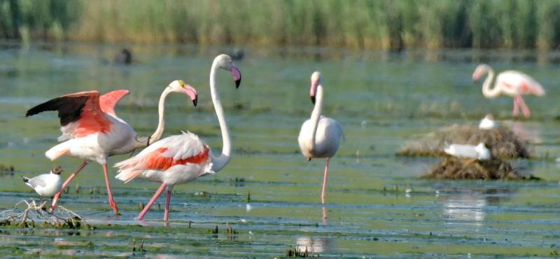 Păsări flamingo fotografiate în Delta Dunării