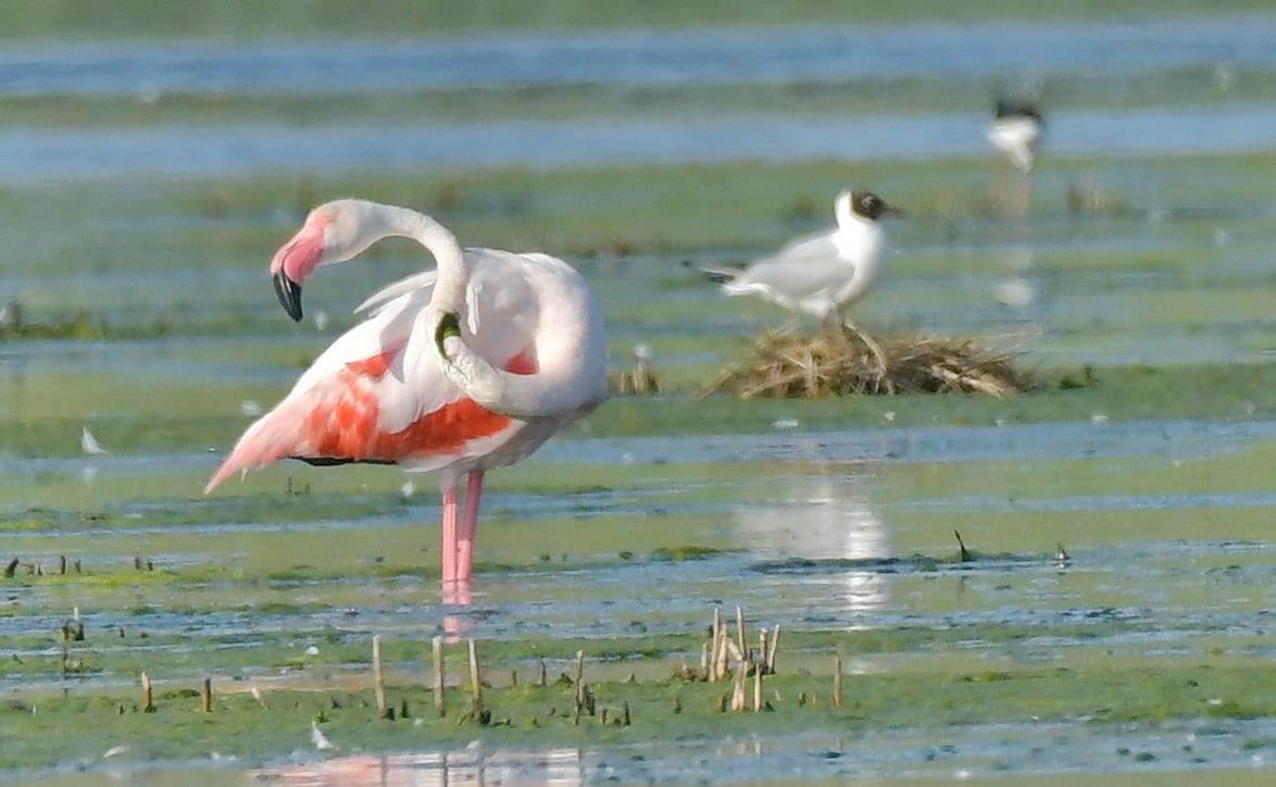 Pasari flamingo fotografiate in Delta Dunării