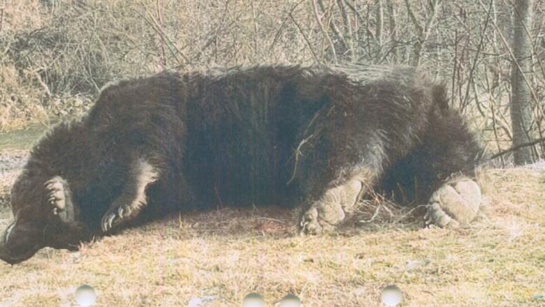 Ursul Arthur era cel mai mare exemplar din România