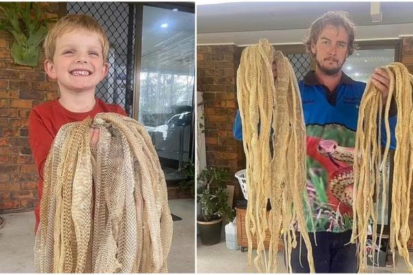 O familie a găsit în jur de 50 de straturi de piele de şarpe