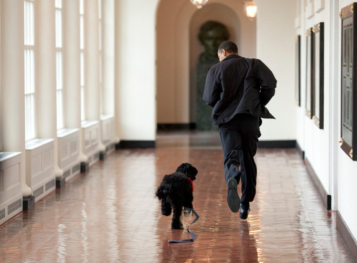 A murit Bo, câinele familiei Obama