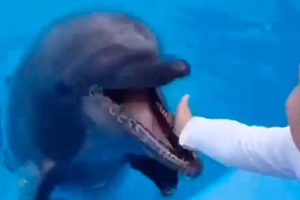 Copil de şase ani în lacrimi, după ce a fost muşcat de un delfin. Îi confundase mâna cu o gustare, în Ucraina