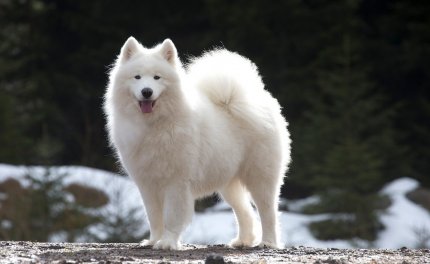 Caine din rasa Samoyed