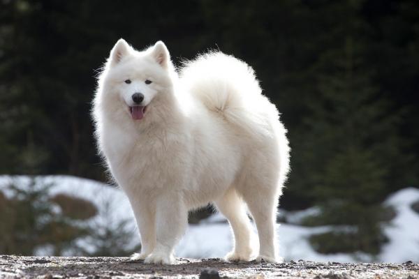 Caine din rasa Samoyed