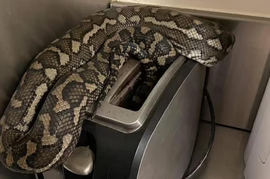 O femeie s-a trezit cu un piton ghemuit în interiorul prăjitorului de pâine, în Australia O femeie s-a trezit cu un piton ghemuit în interiorul prăjitorului de pâine, în Australia