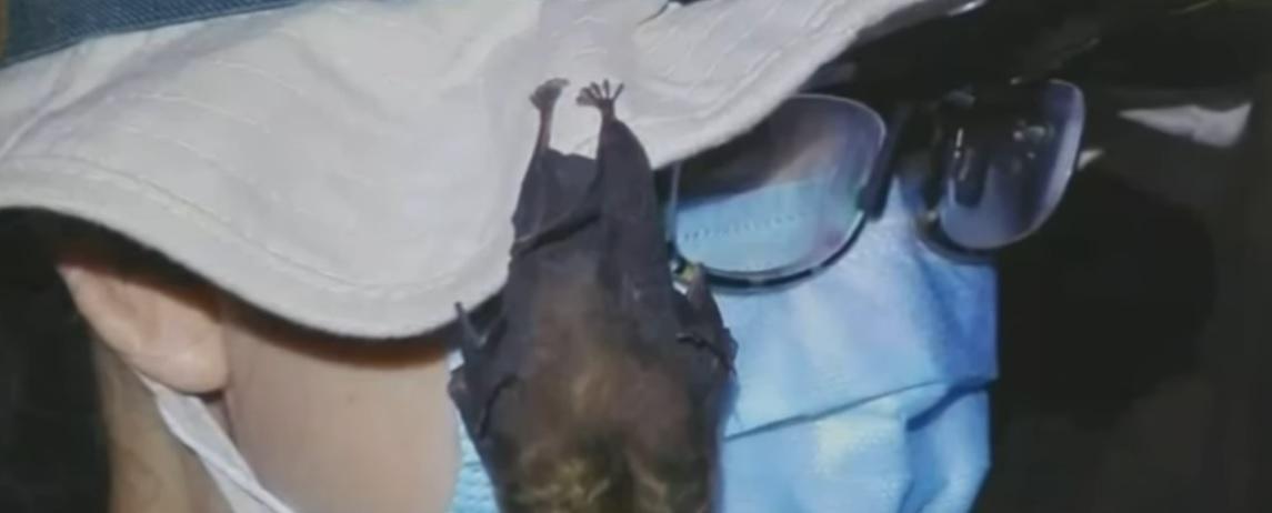 Imaginile care contrazic varianta OMS: la Institutul din Wuhan existau lilieci în cuşti încă din 2017 - VIDEO Imaginile care contrazic varianta OMS: la Institutul din Wuhan existau lilieci în cuşti încă din 2017 - VIDEO