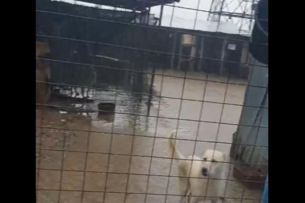 Codul portocaliu afectează şi animalele. Câinii dintr-un adăpost din Galaţi s-au urcat pe cuşti din cauza inundaţiilor - VIDEO
