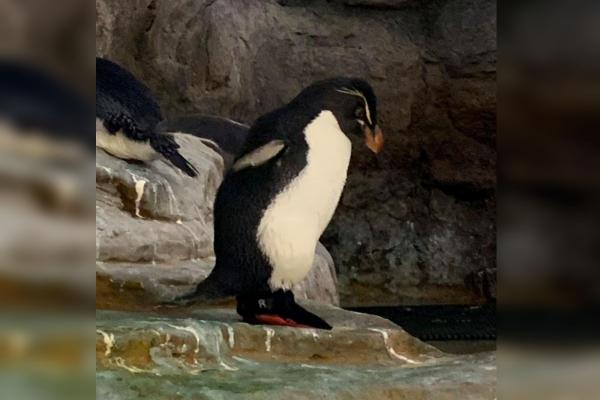 Motivul pentru care un pinguin a apărut încălțat la o grădină zoologică din SUA