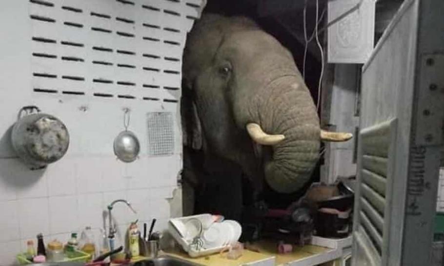 O femeie s-a trezit cu un elefant flămând în bucătărie, după ce animalul a dărâmat cu trompa un perete și a început să scotocească după mâncare Un elefant flămând a dărâmat cu trompa un perete al unei bucătării